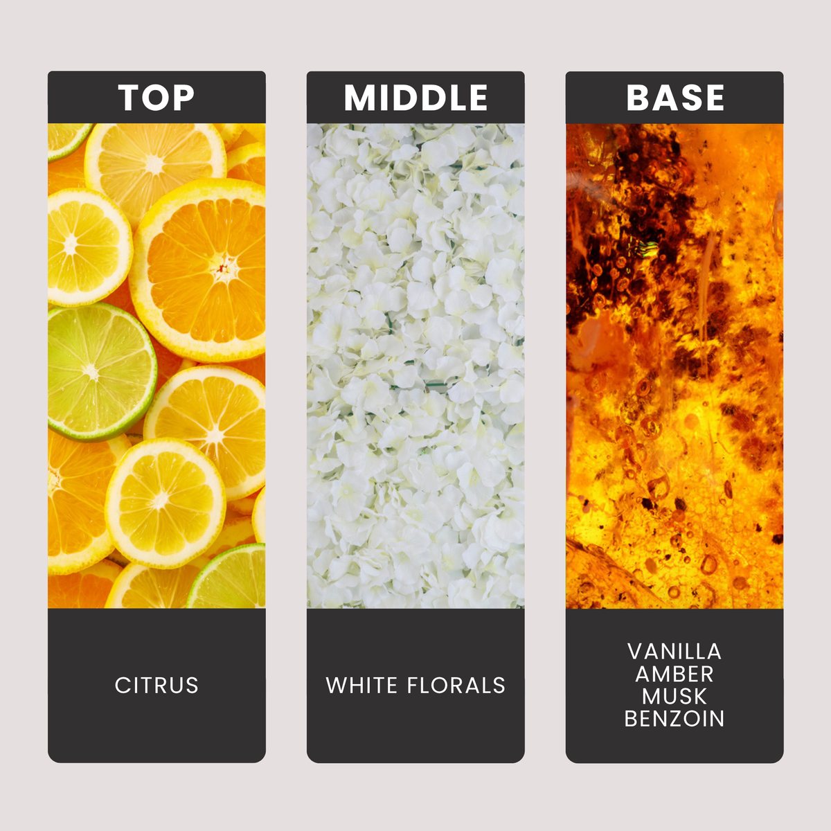 Paradox fragrance oil notes: top – citrus; middle – white florals; base – vanilla, amber, musk, benzoin
