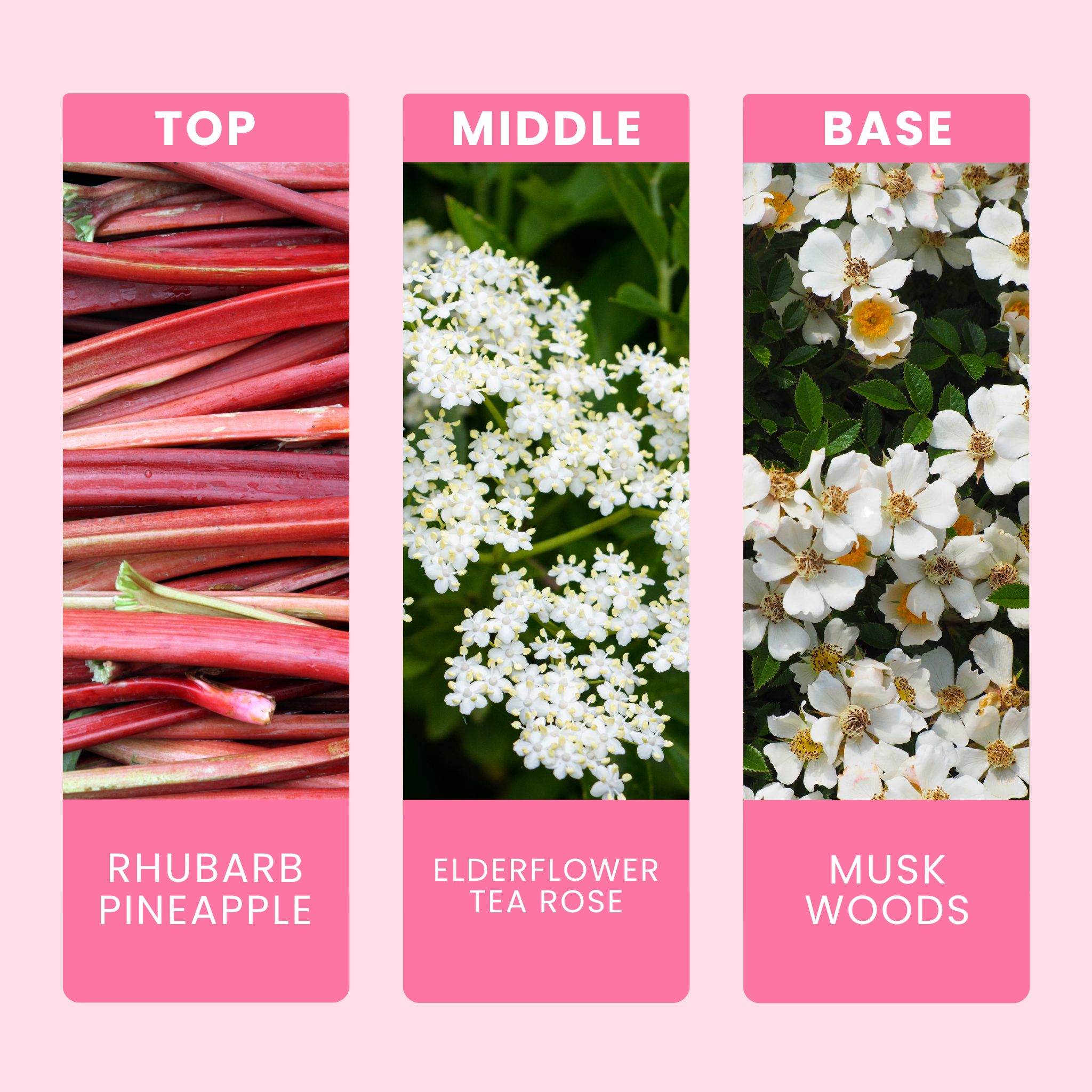 rhubarb-and-rose-fragrance-oil-notes