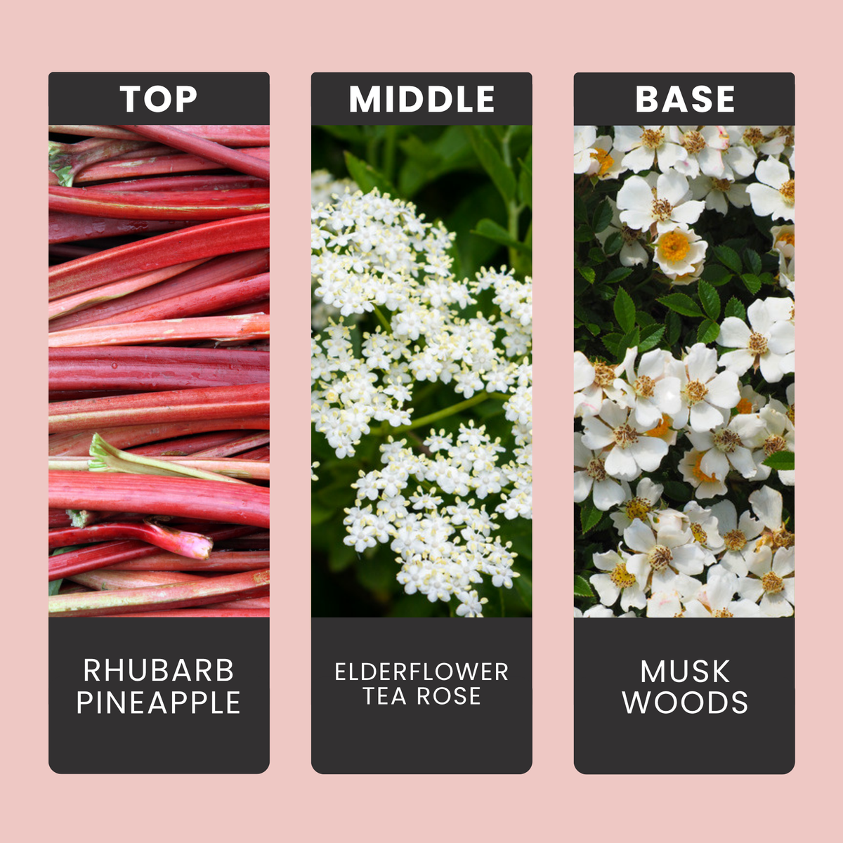 Rhubarb & Rose fragrance oil notes: rhubarb, elderflower, tea rose and pineapple over velvety musk and woods