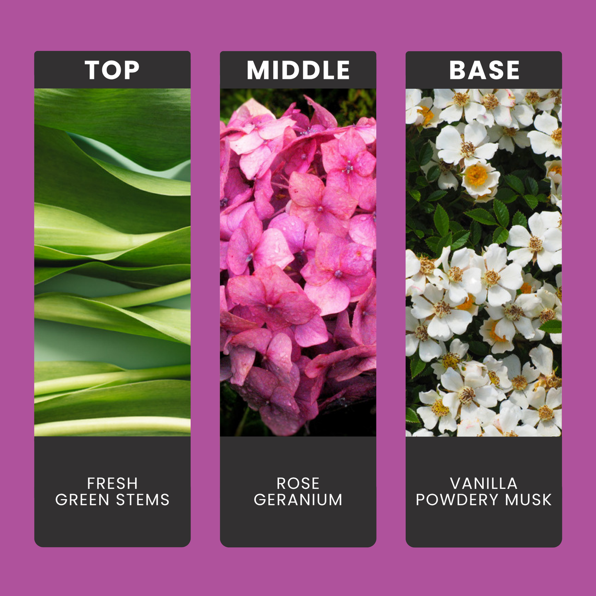 Rosey Wonderland fragrance oil notes: green cut stems, rose and geranium over vanilla and powdery musk