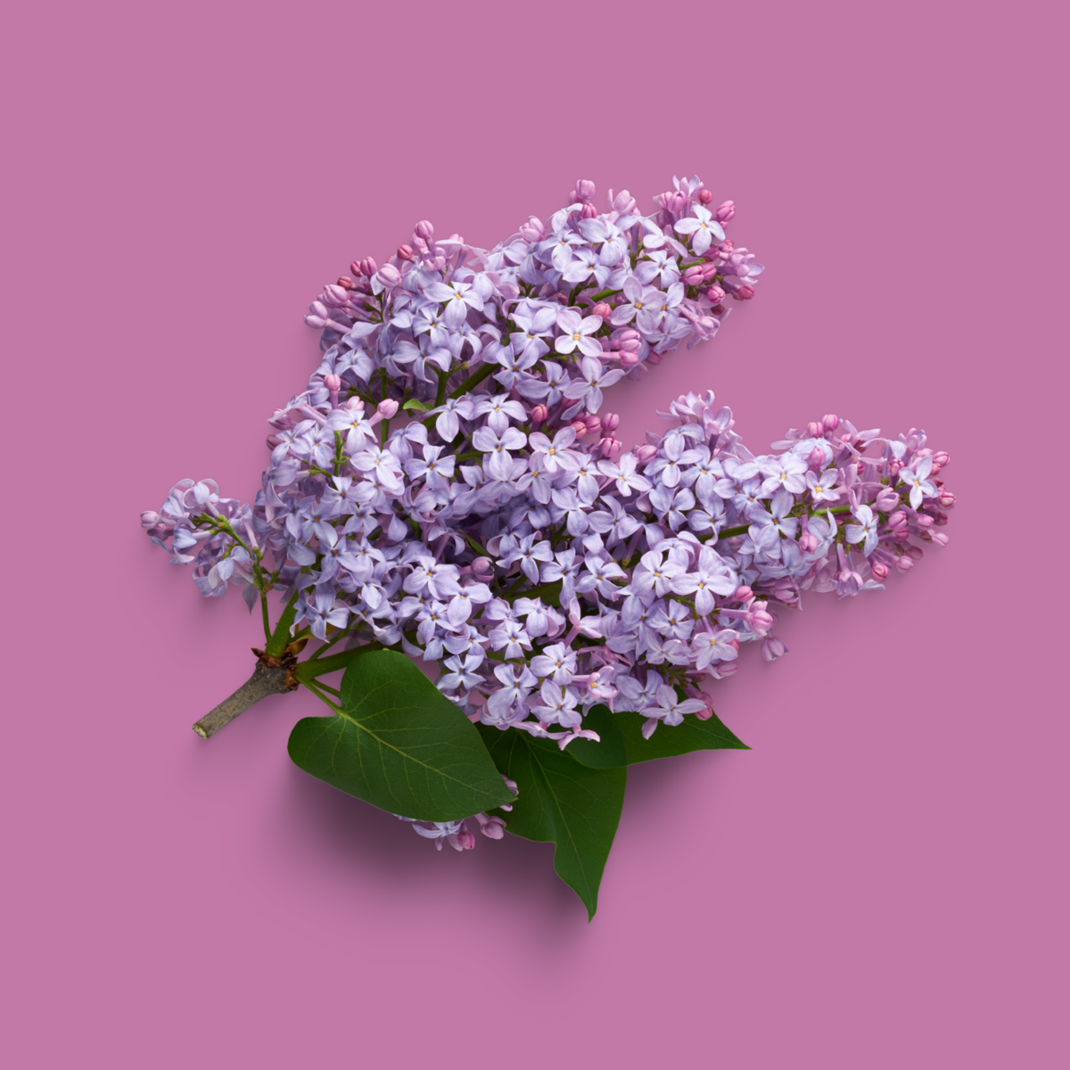 winter-lilac-and-almond-woods-fragrance-oil